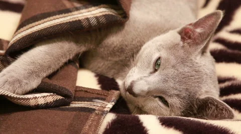 Sleepy russian blue kitten Stock Footage 45914111