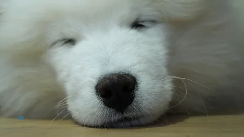 Sleepy samoyed dog settling down for a nap, close-up view Stock-Footage 269826189
