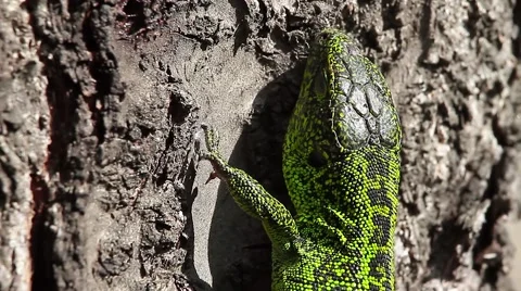 Sleepy Sand Lizard, close, Lacerta agilis Stock Footage 43073627