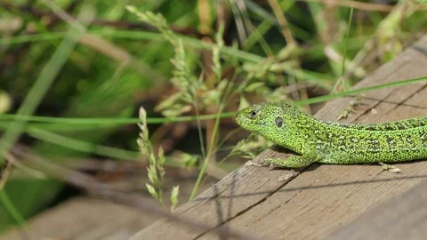 Sleepy Sand Lizard Sun Resting Stock Footage 69957540