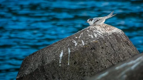 Sleepy seagull, Magic Lantern RAW video Stock Footage 42575939