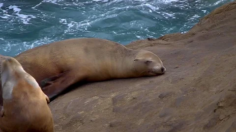 Sleepy Seal Stock Footage 122191579