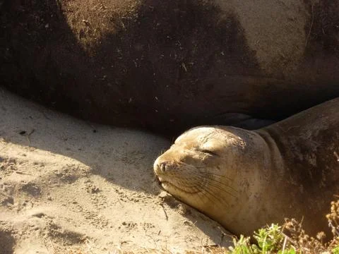 Sleepy seal 스톡 사진