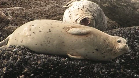 Sleepy Seals Stock Footage 10559113