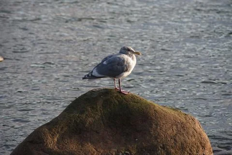 Sleepy sentry Stock Photos