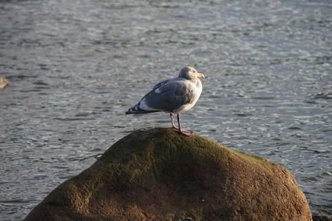 Sleepy sentry Stock Photos