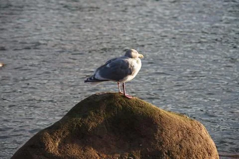 Sleepy sentry Stock Photos
