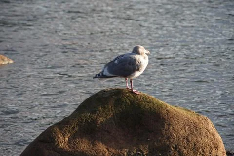 Sleepy sentry Stock Photos