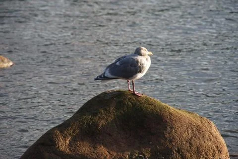 Sleepy sentry Stock Photos