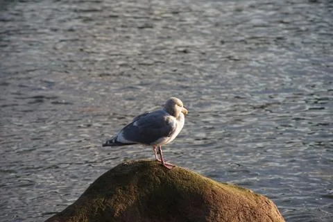 Sleepy sentry Stock Photos