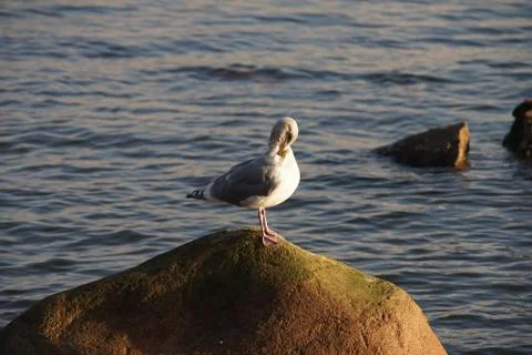 Sleepy sentry Stock Photos