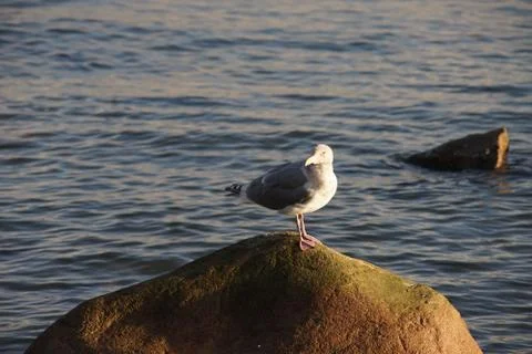 Sleepy sentry Stock Photos