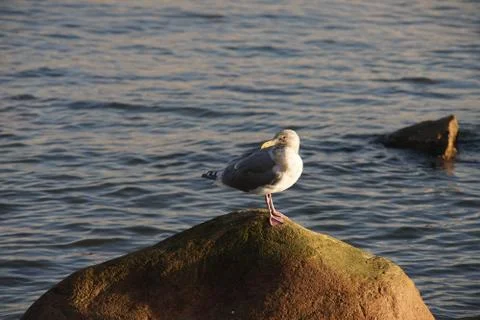 Sleepy sentry Stock Photos