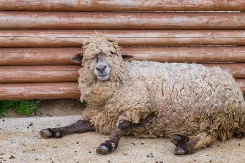 Sleepy Sheep Stock Photos
