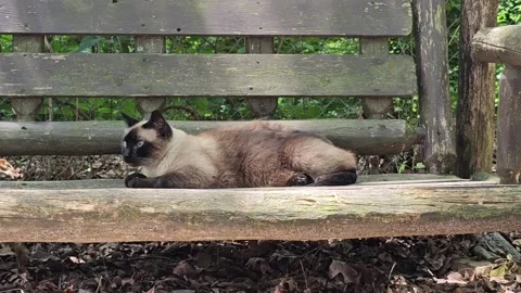 Sleepy Siamese Cat Lounging Stock Footage 247653598
