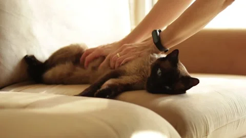 Sleepy Siamese cat lying on a couch while being petted by its owner. Video stock 322029811