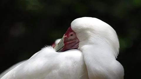 Sleepy Siberian crane Stockbeeldmateriaal 56536588