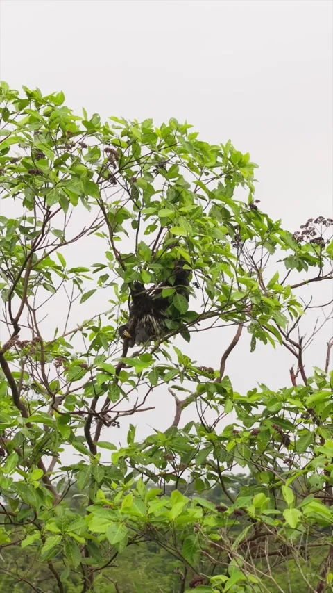 Sleepy sloth resting on tree branch amid verdant foliage, cloudy rainforest 스톡 동영상 308418526