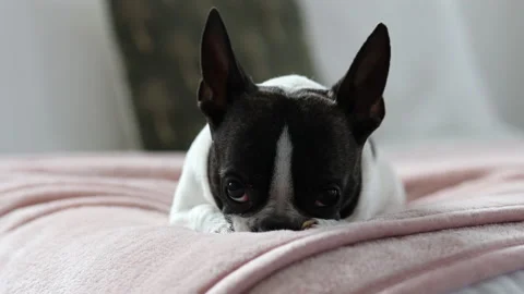 Sleepy small breed dog on bed Stock Footage 168789858