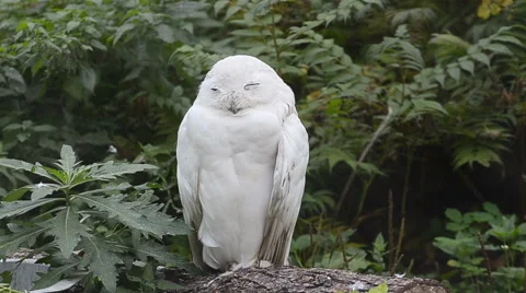 Sleepy snowy owl Stock Footage 68212904