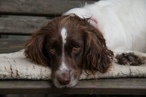 Sleepy springer spaniel 스톡 사진