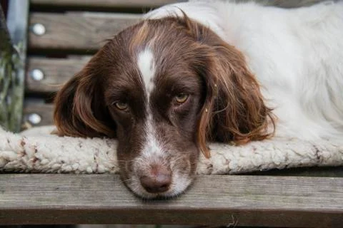 Sleepy springer spaniel 스톡 사진
