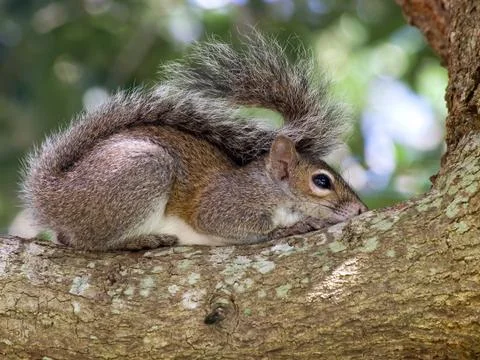Sleepy Squirrel Stock Photos