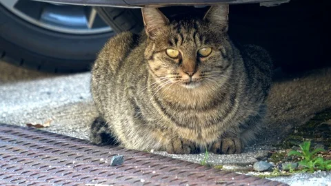 Sleepy stray cat resting under the car, 4K Stock Footage 99329822