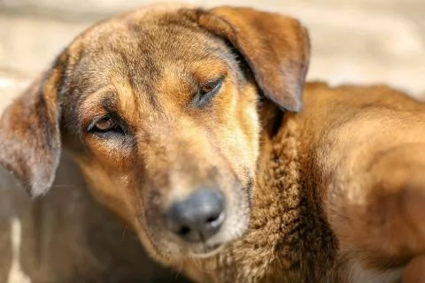 Sleepy stray dog looking at the camera Stock Photos