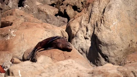 Sleepy Sunbathing Seal Stock Footage 130586304