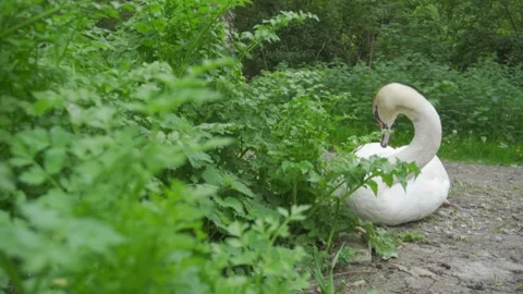 A sleepy swan Stock Footage 245395201