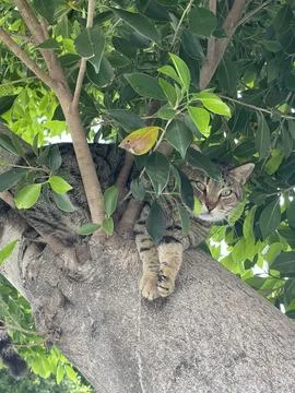 Sleepy Tabby Cat Resting in a Tree Stock Photos