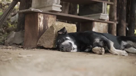 Sleepy Thai dog on the ground Video stock 147337132