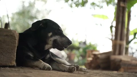 Sleepy thai dog on the ground Stock Footage 174019468