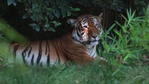 Sleepy Tiger in a Heat Wave Stock Footage 79112436
