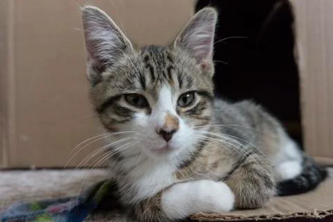 Sleepy tiger kitten looking at camera Stock Photos