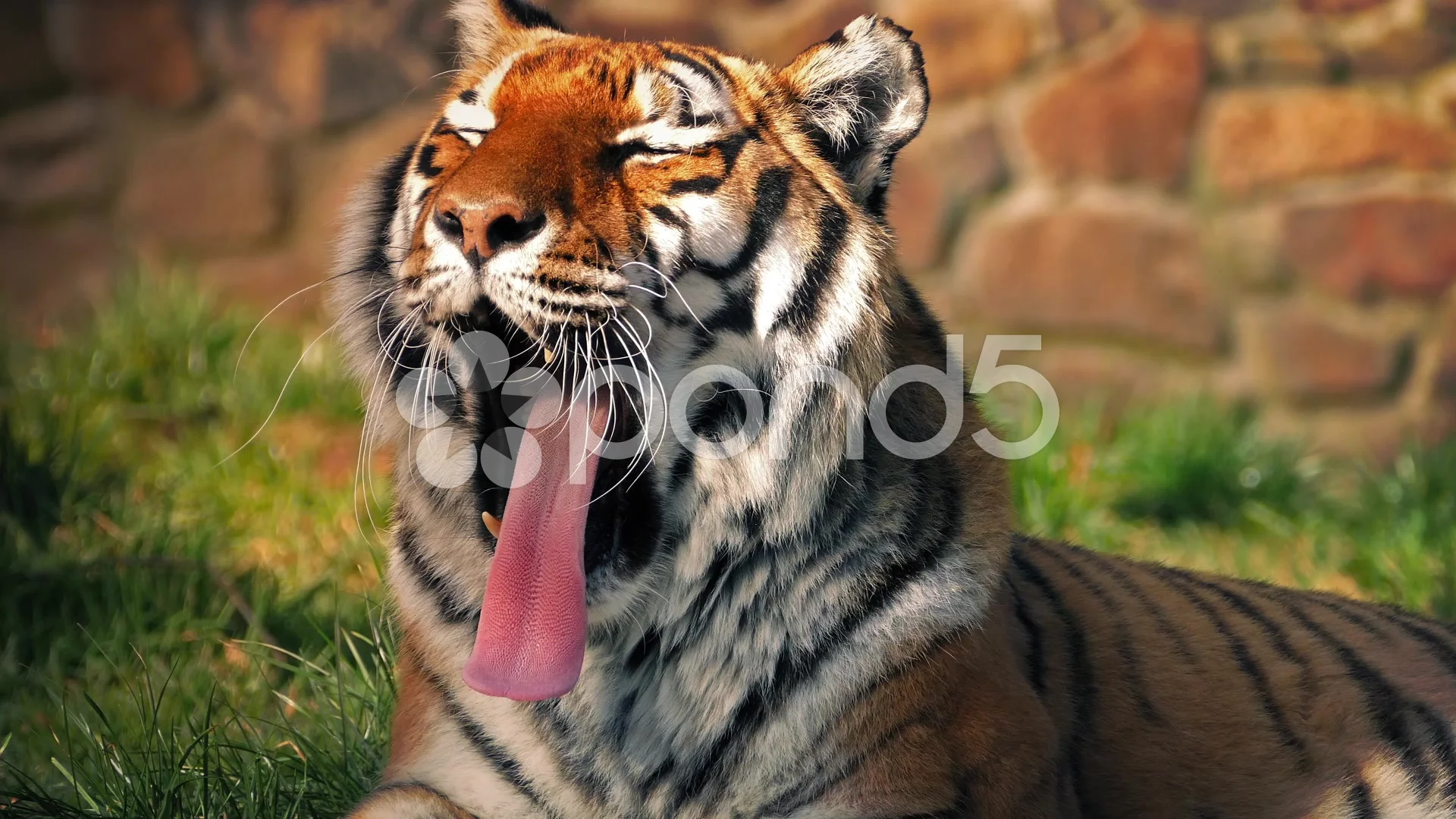 Sleepy Tiger In Sun Yawns And Leaves, image size:1920x1080