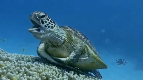 Sleepy turtle  Stock Footage 245207635