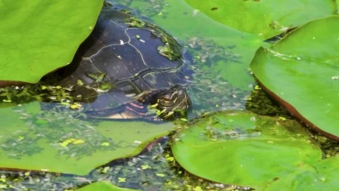 Sleepy Turtle Resting in a Pond Under Lily Nature Video Stockbeeldmateriaal 339017479