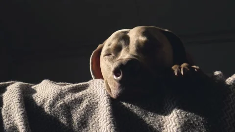 Sleepy Weimaraner in the morning Stock Footage 145802154