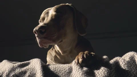 Sleepy Weimaraner in the sun Stock Footage 145803001