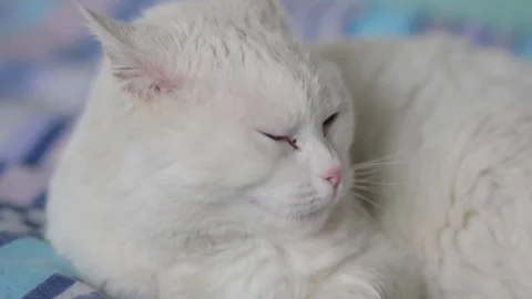 Sleepy White Cat Stock Footage 74422010