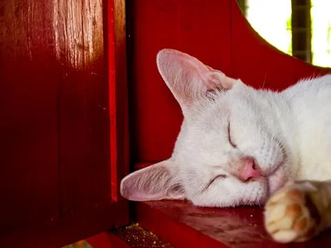 Sleepy white cat Stock Photos