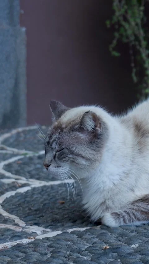 Sleepy white cat resting peacefully on stones Stock Footage 334440939