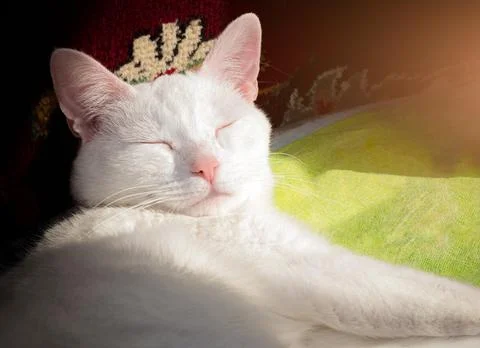 Sleepy white cat squints in bright sunlight Foto stock
