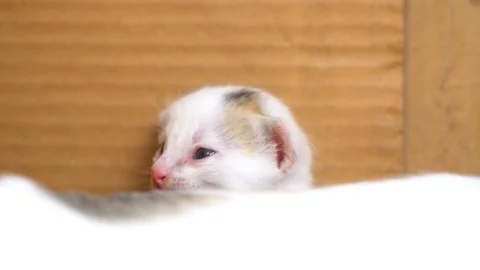 Sleepy white kitten looking all around Stock Footage 120719562