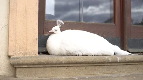 A sleepy white peacock 스톡 동영상 240383920