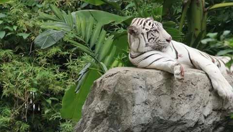 Sleepy white tiger Stock Footage 10728762