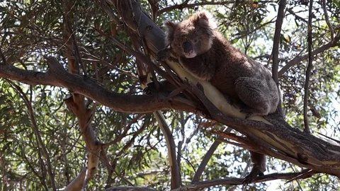 Sleepy wild koala bear resting in mallee eucalyptus tree in South Australia Stock Footage 123806270