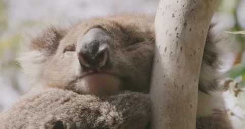 Sleepy Wild Koala on Eucalyptus Tree, Head Close up Vídeo Stock 330229316